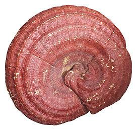 米哈游招聘开发者或制作3A游戏 采用虚幻引擎和写实风格